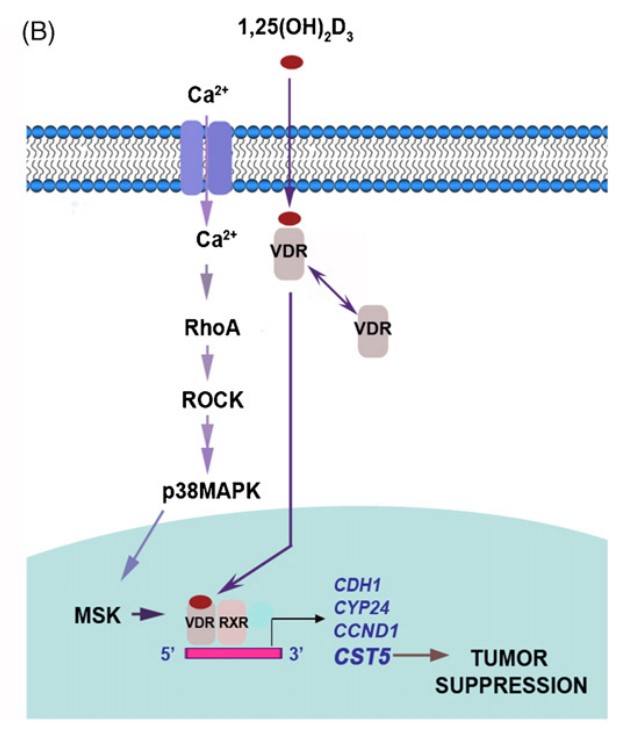 Multifaceted roles of CST5 in breast cancer progression.jpg